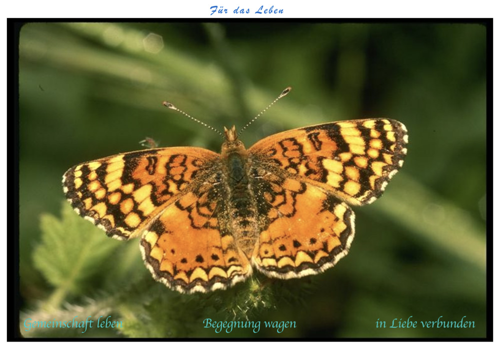 Ein schöner Schmetterling in Deutschland